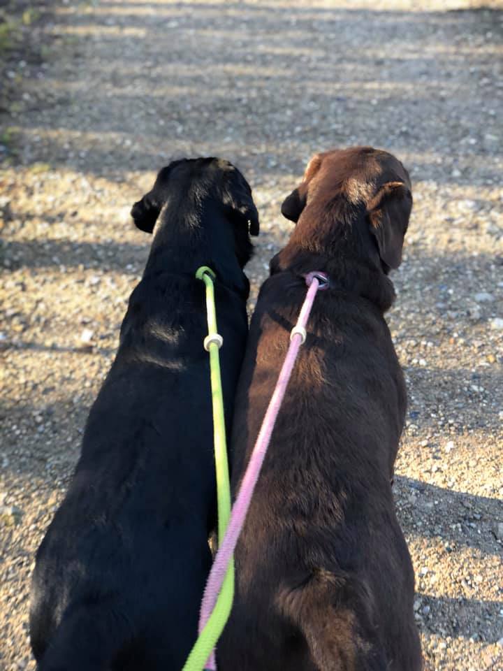 stemning billeder Kennel Cap De Lab